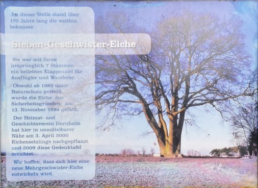 2009 Die 7 Geschwister-Eiche